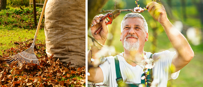Fotokollega bestående av två bilder. På den första står en kratta lutad mot en jutesäck. På gräsmattan är gula och röda höstlöv ihopkrattade. På den andra bilden är det en man som klipper en gren på ett körsbärsträd med en röd sekatör.
