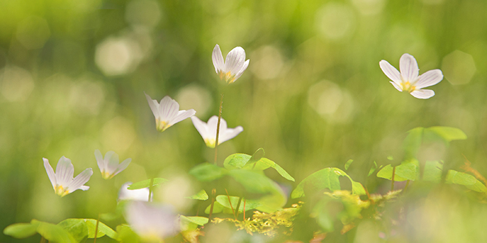 Vackra skira blommor tittar upp mot solen.