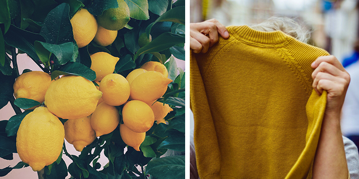 Ett bildkollage bestående av två bilder. På den första en stor klase citroner i ett citronträd och den andra bilden håller en människa upp en gulstickad tröja framför ansiktet.