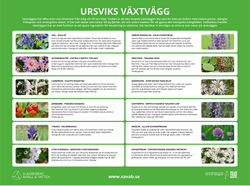 Illustration över 12 av växterna som finns på Ursviks växtvägg.